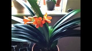 Clivia MiniataCare Tips [upl. by Rednaeel930]