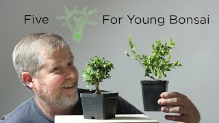 Bonsaify  Five Ideas for Improving Young Bonsai Trees [upl. by Ekralc]