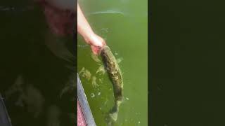 December Bass on Lake LBJ shorts [upl. by Enelra329]