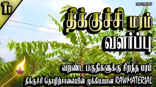 பீனாரி மரம் வளர்ப்பு Ailanthes excelsa tree  நல்ல லாபம் தரும் மரங்கள்9 [upl. by Eirehc]