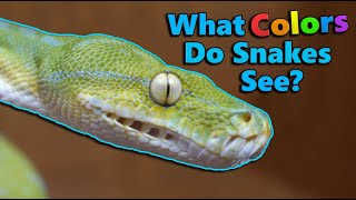 How Snakes Senses Compare to Ours [upl. by Anirrok]