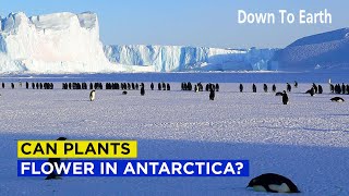 Can plants flower in Antarctica [upl. by Anwahsal489]