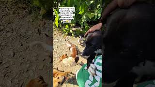 Tunay na kaibigan doglover followers puppy pets animals [upl. by Adyaj]