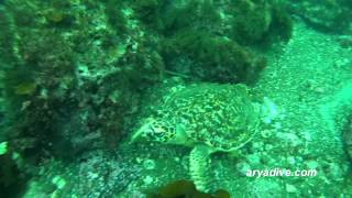 매부리 바다거북Eretmochelys imbricata Hawksbill sea turtle [upl. by Evod175]