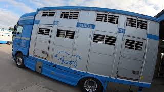 Tandem 🤠weißblau Belgier und Fleckvieh 🐃🐂 [upl. by Anitnamaid]