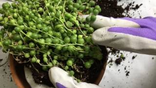 How to Repot a String of Pearls Succulent [upl. by Faustine337]