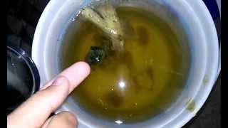 Cultivo de infusorios con hoja de lechuga actualización [upl. by Deehan376]