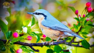 Entspannungsmusik amp Vogelgesang  FRÜHLING IM HERZ 🌸 Vogel Naturgeräusche und Gitarre [upl. by Damahom]