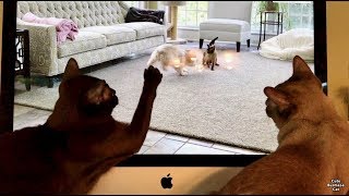 Burmese Cats Watch and React to Their Own Video [upl. by Sarchet319]