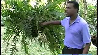 What Are Polypodium Ferns [upl. by Nura]