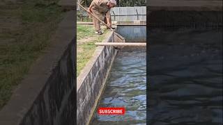 Morden fish farmingpoultry farm viralvideo shorts trending [upl. by Ainola]