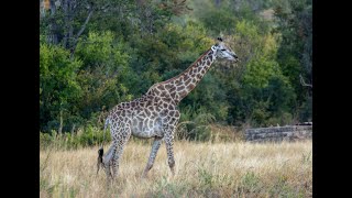 Victoria Falls amp Safari in ZimbabweAfrica 2023 [upl. by Ahsienek]