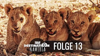 Destination Namibia 🐆 13  Löwenbabys auf Ongava 📷 Reisefotografie Doku  KrolopampGerst [upl. by Medor211]