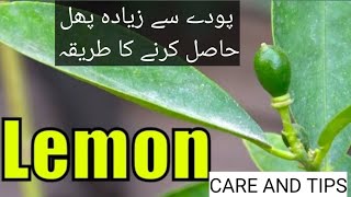 lemon plant care plant care tips [upl. by Lleddaw]