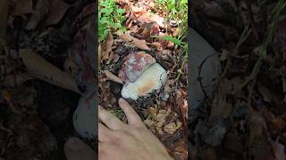 funghiporcini2024 grzyby mushroom fungi ceps [upl. by Nageam]