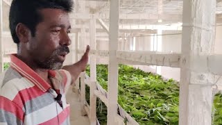 SERICULTURE  Expert in SericultureMrKuppuraj youtube sericulture FarmFactsTamil [upl. by Aibara]