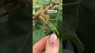 Yellownecked Caterpillars in Maryland [upl. by Gnuj179]