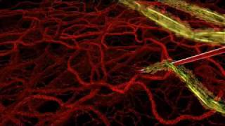 HHMI  Life Cycle of Malaria Parasite in Human Host [upl. by Ennaus]