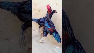 Aseel Rooster and henviralvideo birds rooster [upl. by Ardnek]