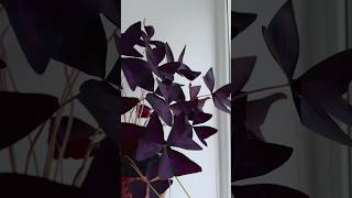 Оксалис Триангулярис Пурпурный КислицаOxalis triangularis Atropurpurea кислица oxalis цветы [upl. by Eniarrol]