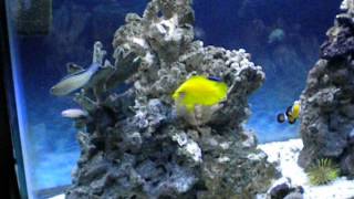 Oct 2013 New Smith Blenny in my 55 gallon saltwater coral reef marine aquarium [upl. by Crescantia624]