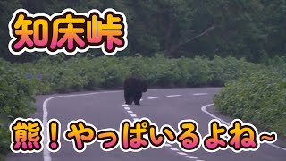 知床横断道路 熊！やっぱいるよね～ [upl. by Dirgni950]