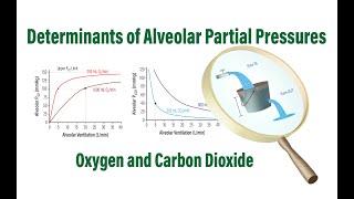 Determinants of Alveolar Partial Pressures of Oxygen and Carbon Dioxide [upl. by Nylyoj]