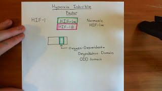 Hypoxia Inducible Factor HIF Part 1 [upl. by Sheply]