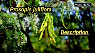 Prosopis juliflora  Common Name Habit  Description  Medicinal Importance in UrduHindi [upl. by Vergil]