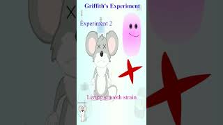 Griffith experiment  a sumup [upl. by Harriette]