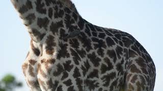 RedBilled Oxpecker on Masai Giraffe  Masai Mara wildlife masaimaranationalpark masaigiraffe [upl. by Nayr594]