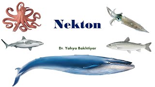 43 Nekton [upl. by Ahsenra]