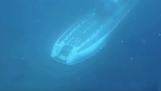 Spooky moment Submarine passes beneath scuba divers [upl. by Eselahs]