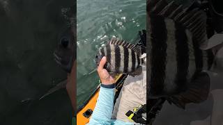 Sheepshead Fishing in Delaware [upl. by Laehctim]