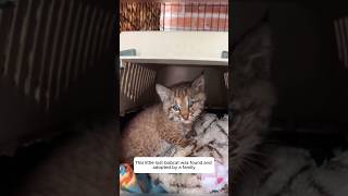 This little lost bobcat was found and adopted by a family animalshorts shortvideo [upl. by Creight]