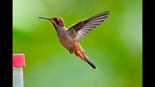 Brown Violetear 褐紫耳蜂鳥 [upl. by Ambrose]