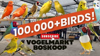 Vogelmarkt Boskoop 12102024 birdmarket birdmart vogelbeurs vogelbourse Bourse aux oiseaux [upl. by Oiramel903]