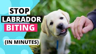 How to Train your Labrador Puppy to Stop Biting [upl. by Oralie879]