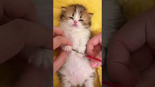 The little milk cat’s first experience of nail cutting kitten [upl. by Woodrow]