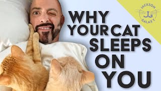 Why Does My Cat Sleep on Me  Google Questions Answered [upl. by Davina]