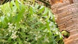 Indian Ringneck parakeet at nest being harassed by Mynah pair [upl. by Icrad]