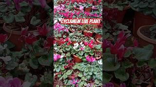 Beautiful flowering plant Cyclamen collection 8086049862 floweringplant [upl. by Agathy815]