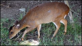 Muntjac Deer Muntiacus reevesi [upl. by Inajna714]