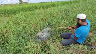 Best single hook fishing in Village Big catfish fishing Amazing location in Village in India [upl. by Pastelki]