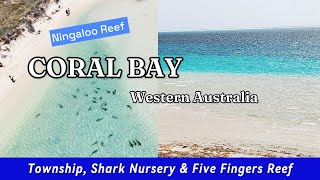 CORAL BAY  NINGALOO REEF  SHARK NURSERY  FIVE FINGER REEF [upl. by Tteraj336]