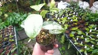 hoya coriacea silversubscribe aroidindonesia monstera short [upl. by Richmound]