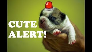 CUTE ALERT French Bulldog Puppies [upl. by Almira]