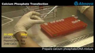 Calcium Phosphate Transfection [upl. by Pul]