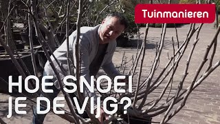 De vijgenboom snoeien hoe doe je dat  Tuinmanieren [upl. by Bassett]