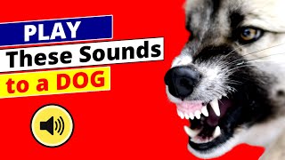 What Happens When You Play THESE Sounds To A Dog [upl. by Jemine]